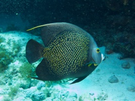 French Angelfish IMG 3023